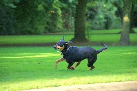 Hundewiese Eickhorst